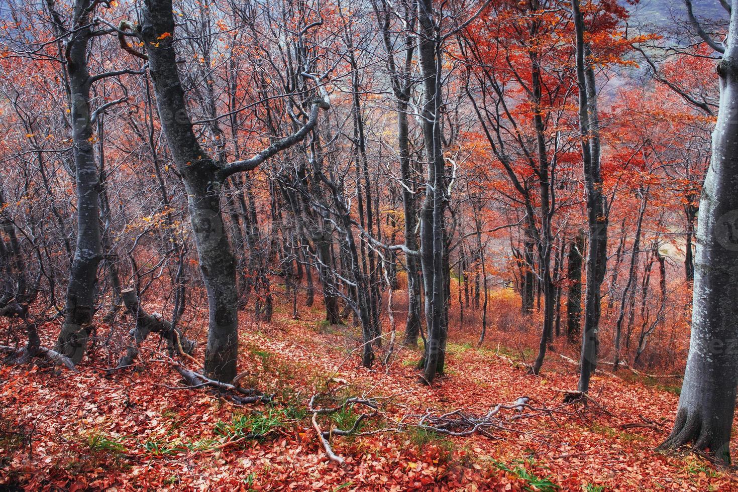 la scena drammatica. ottobre. la magica combinazione di fiori, foto