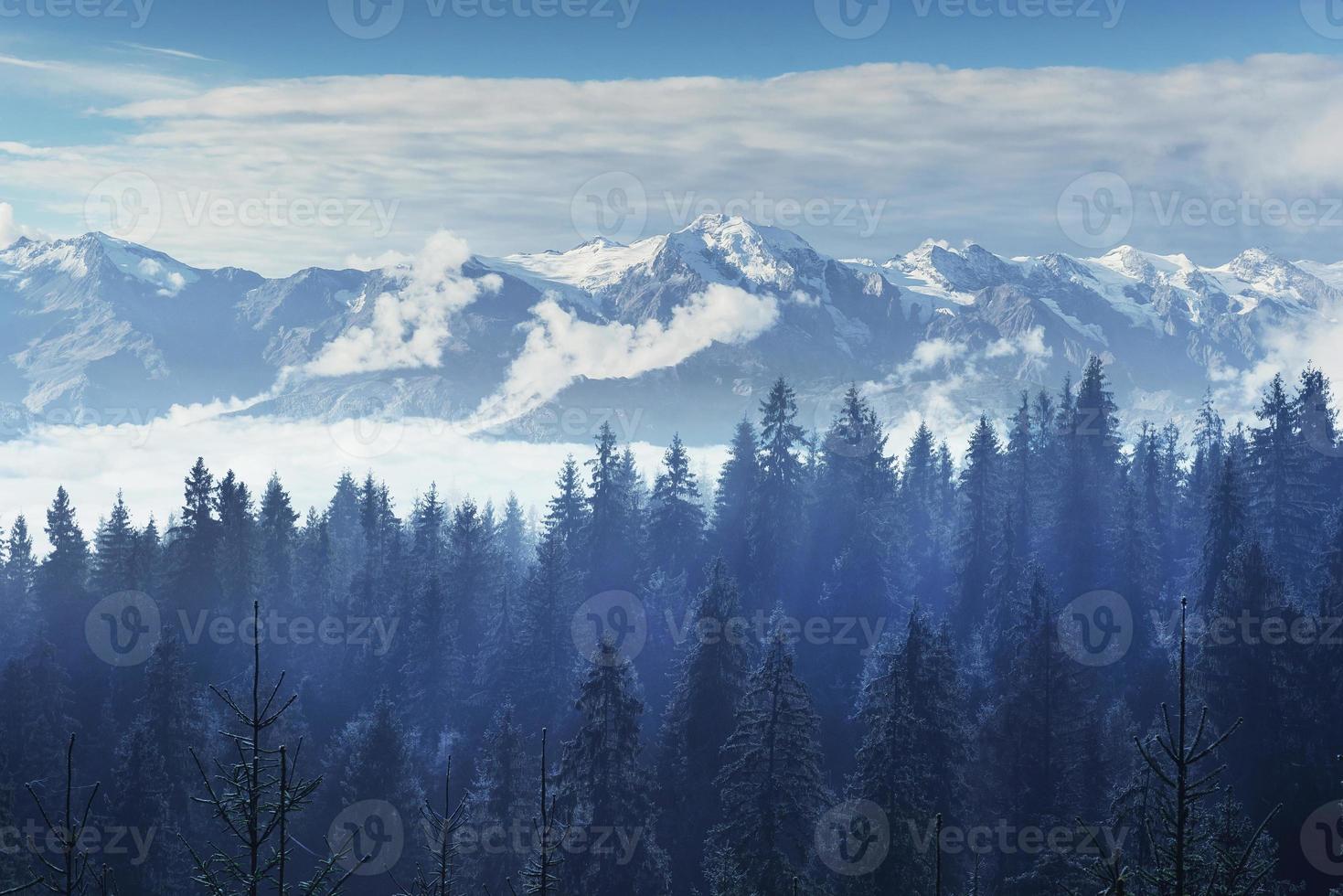 alberi nella nebbia e nuvole. Carpazi. Ucraina. Europa foto