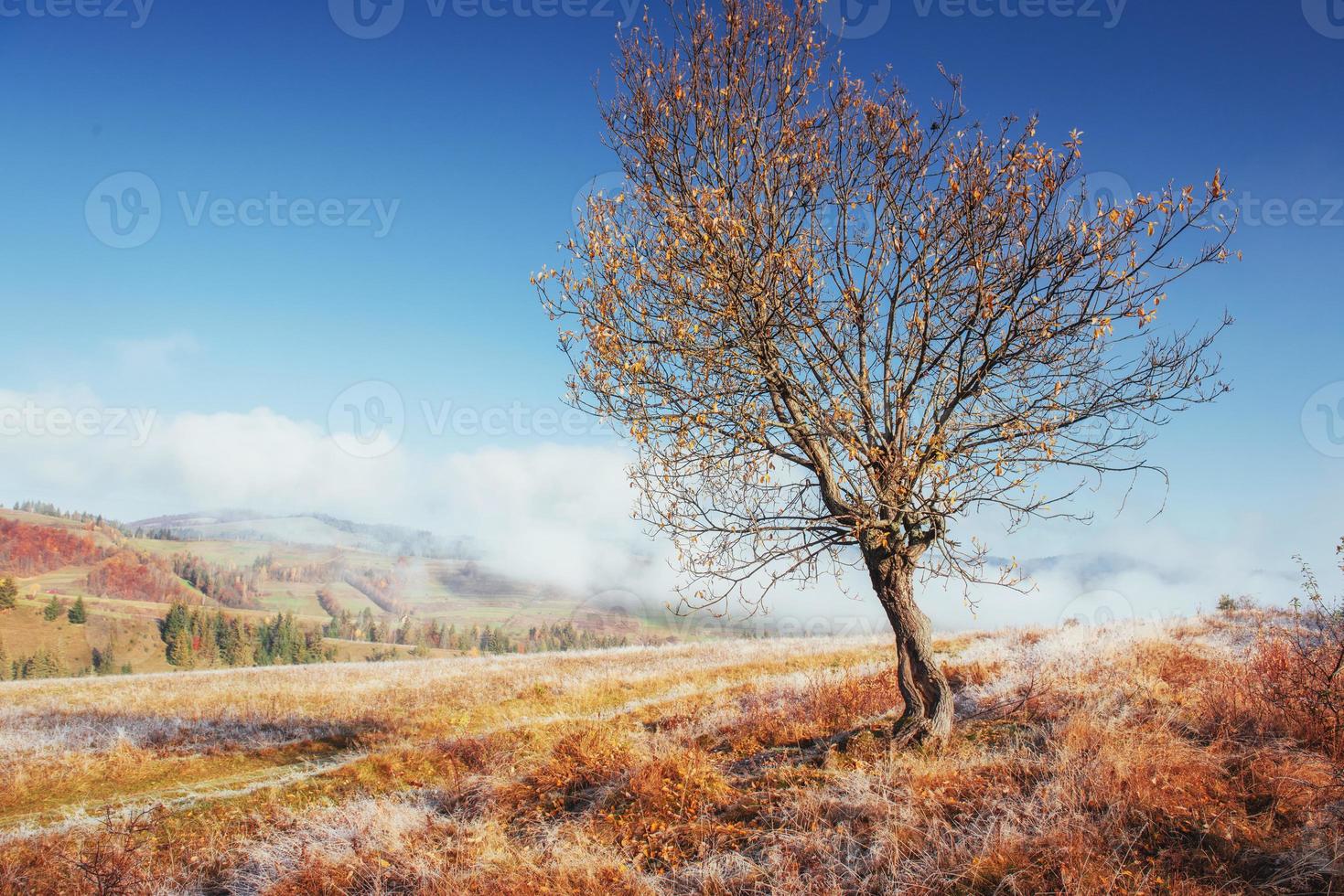 bosco di betulle nel pomeriggio soleggiato durante la stagione autunnale. ottobre mou foto