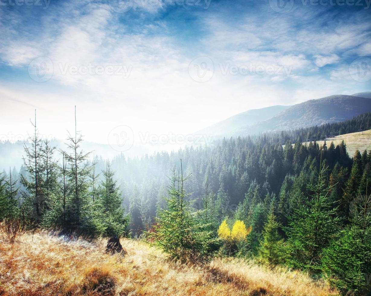 la luce del sole nella foresta verde la mattina presto. fantastica nebbia nel foto