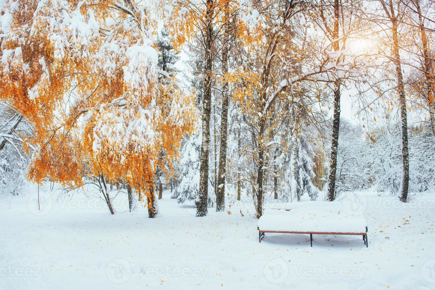 alberi innevati con foglie autunnali e panchine nella città pa foto