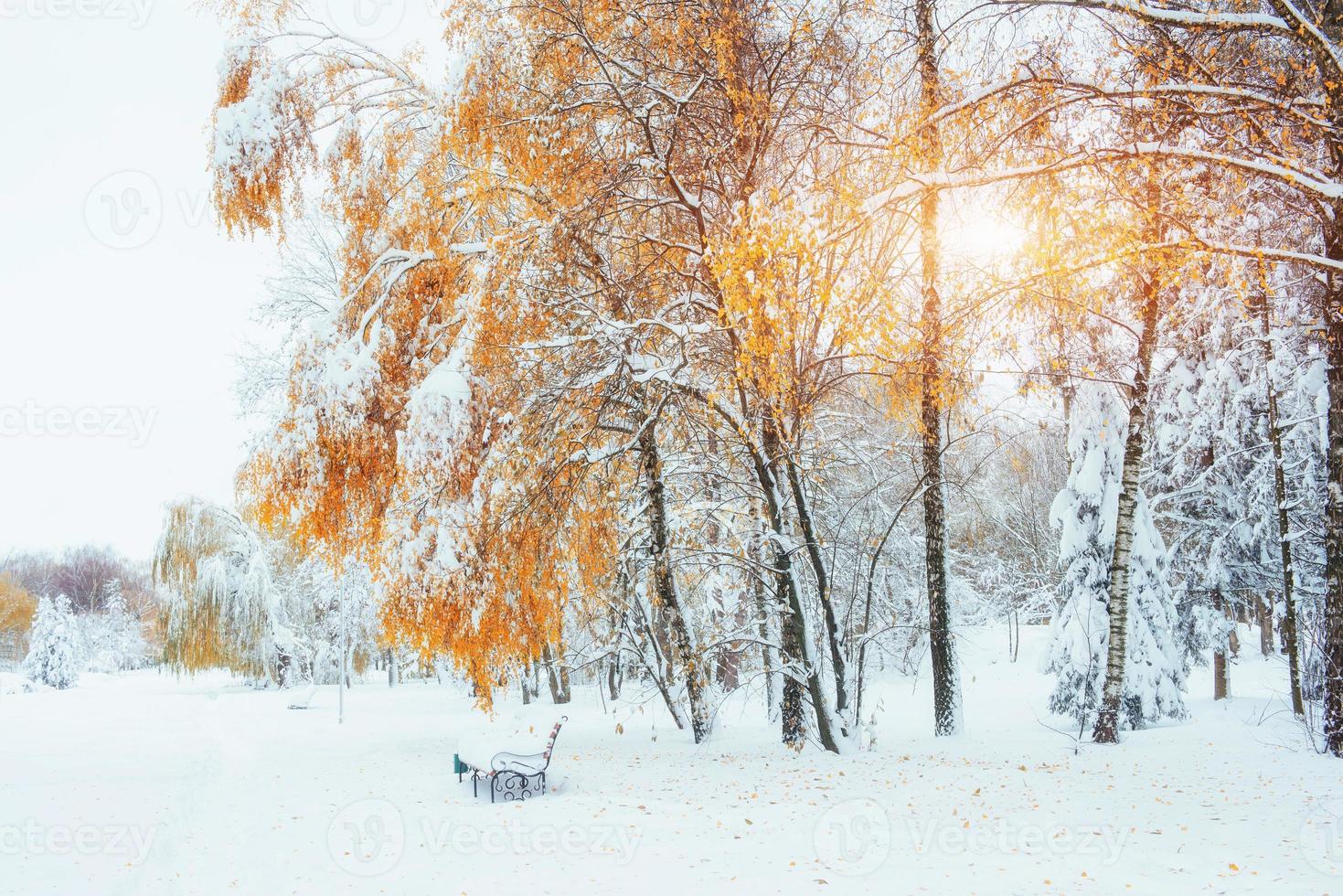 alberi innevati con foglie autunnali e panchine nella città pa foto