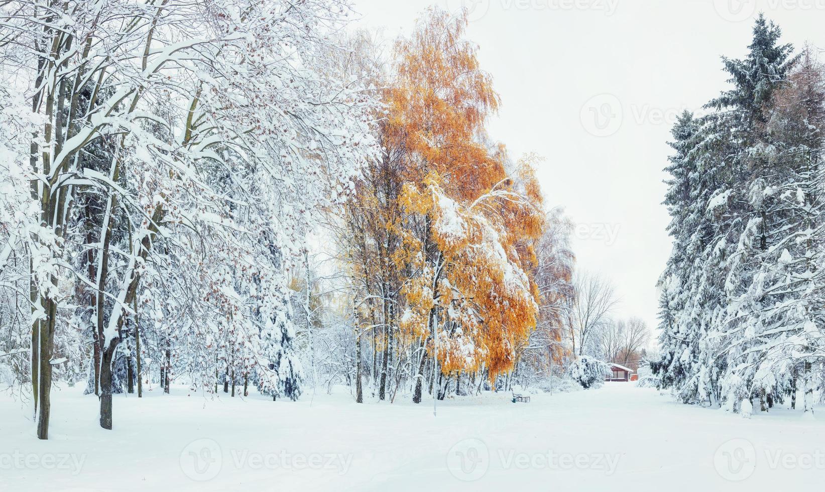 ottobre faggeta di montagna con prima neve invernale. carpatico foto