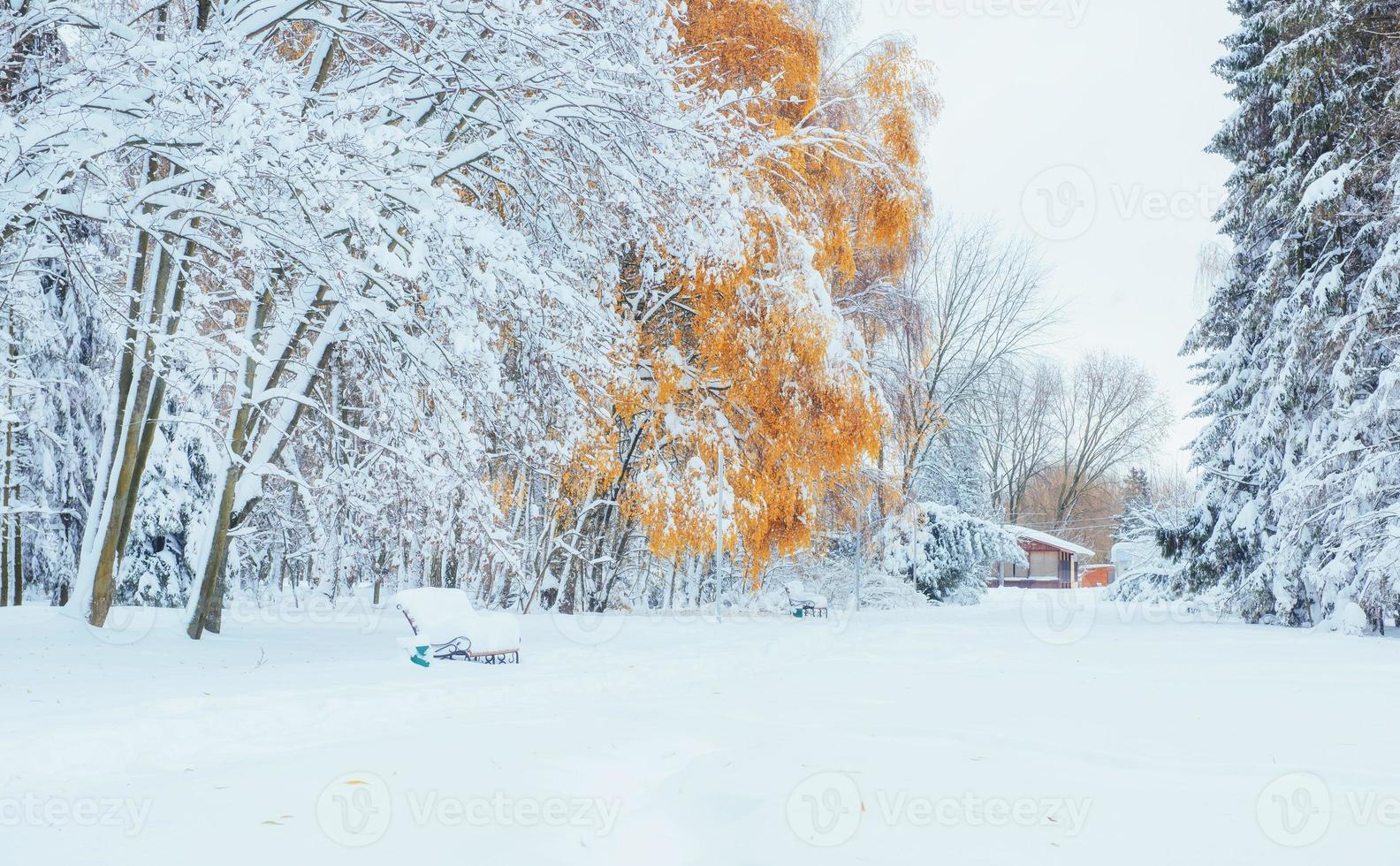 foresta di faggi montagna ottobre con prima neve invernale foto