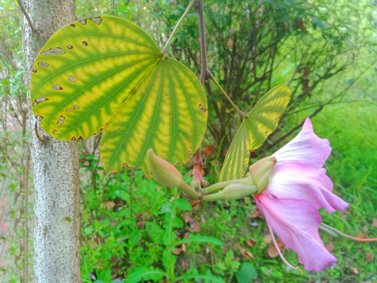 sfondo di fiori foto