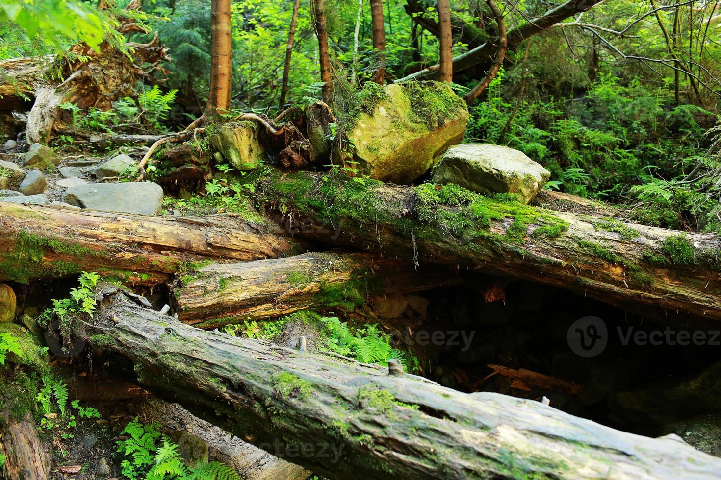 il muschio ricopriva rocce e alberi caduti un antico bosco. alberi caduti nei boschi ricoperti di muschio foto