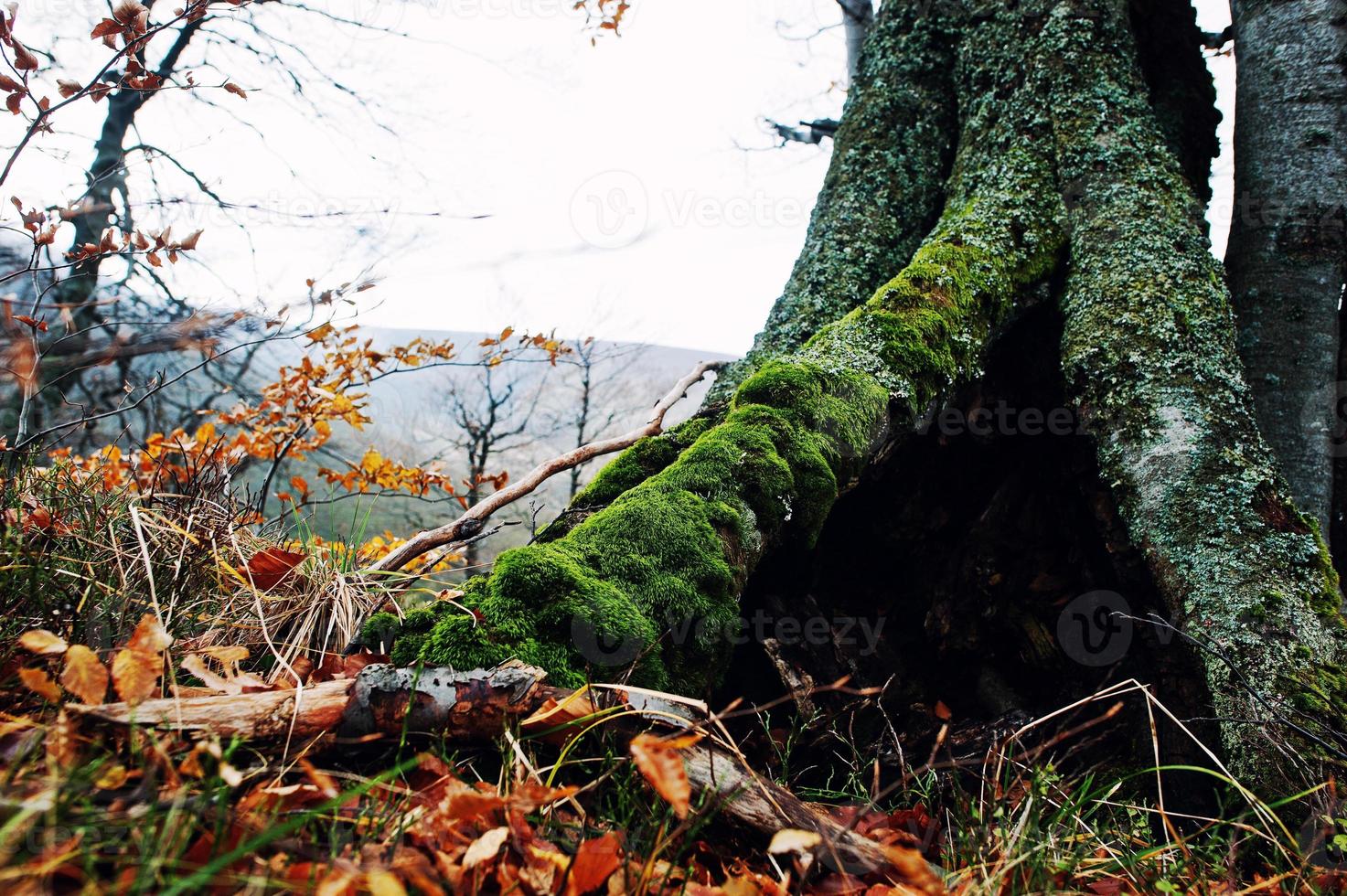 cavo dell'albero, coperto di muschio nella foresta autunnale sulle montagne. foto