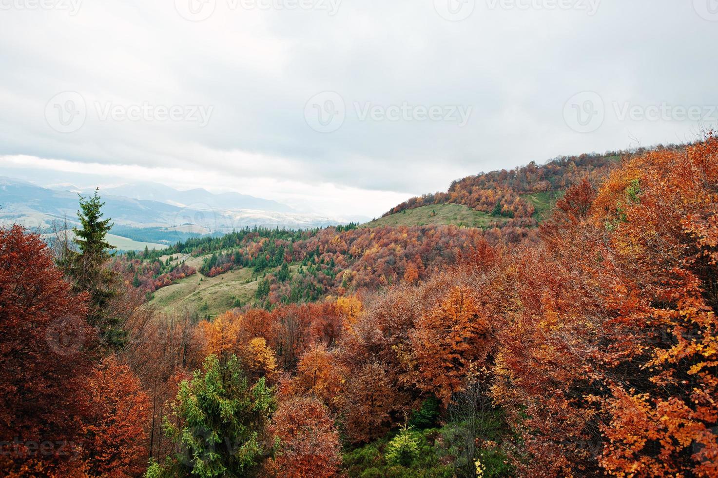 bella foresta autunnale arancione, verde e rossa. foresta autunnale, molti alberi nelle colline arancioni sui monti carpazi in ucraina, europa. foto