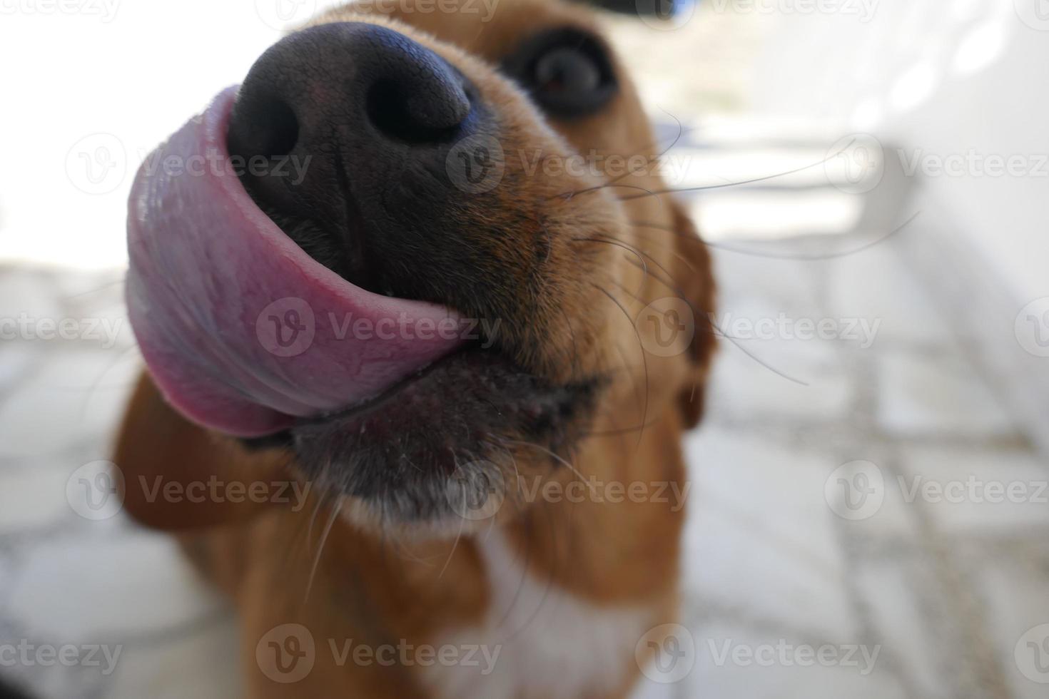 piccola testa di cane marrone e bianca foto