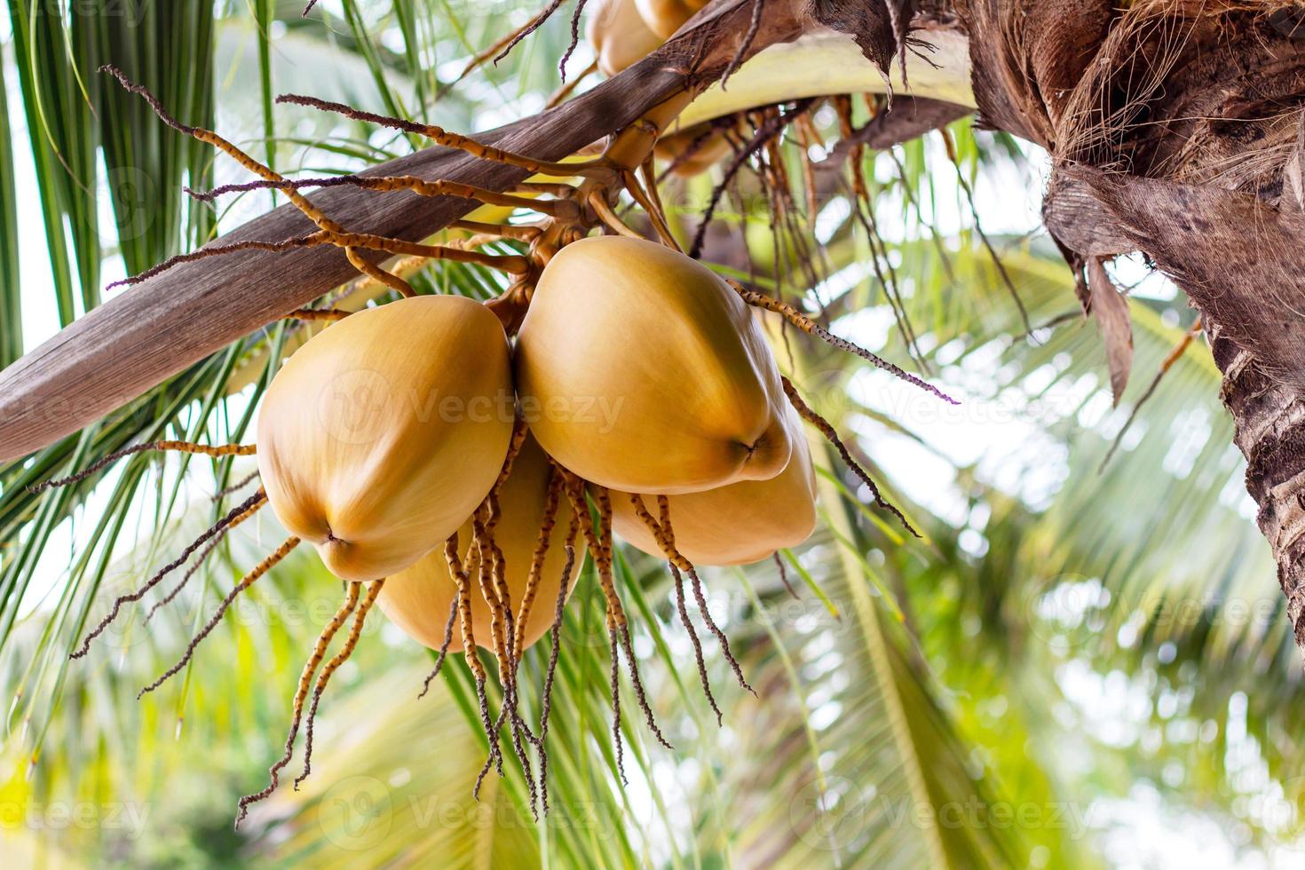 mazzo di cocco verde fresco appeso all'albero con foglie verdi sfocate come sfondo. foto