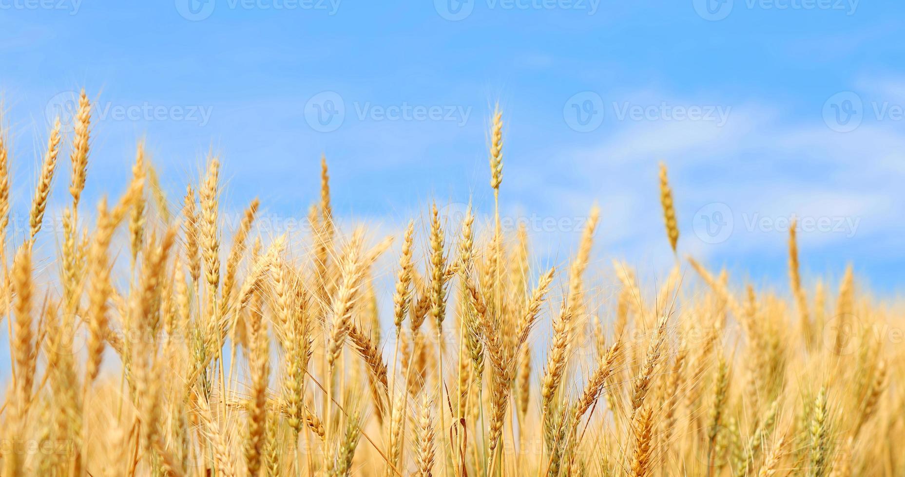 campo di grano dorato al tramonto con cielo azzurro. agricoltura fattoria e concetto di agricoltura foto