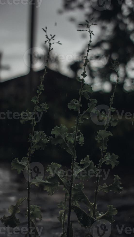 pioggia al mattino foto