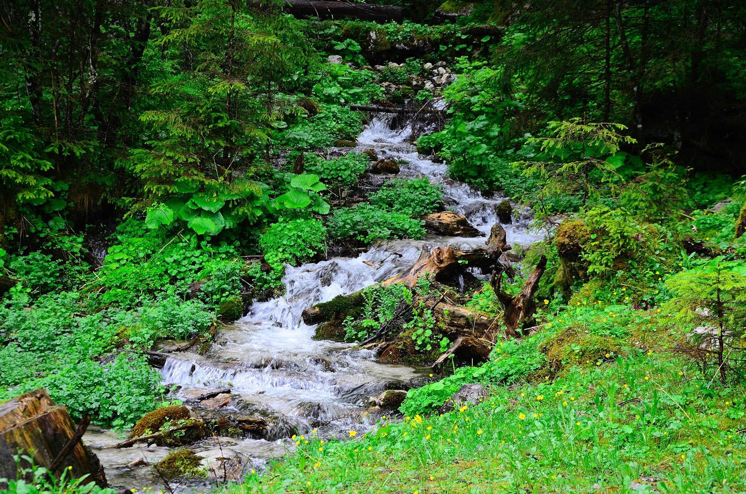 piccola cascata nella foresta foto