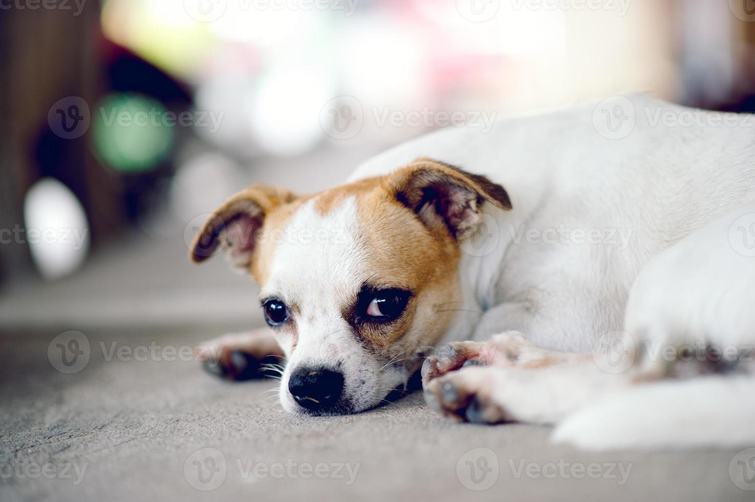 simpatico cane bianco aspetta che il capo torni a casa. mi siedo davanti a casa durante il giorno. foto