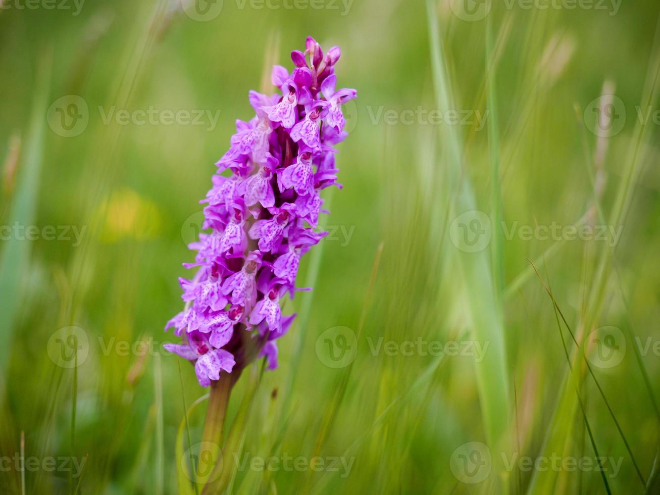 orchidea di palude meridionale che fiorisce nella campagna inglese foto