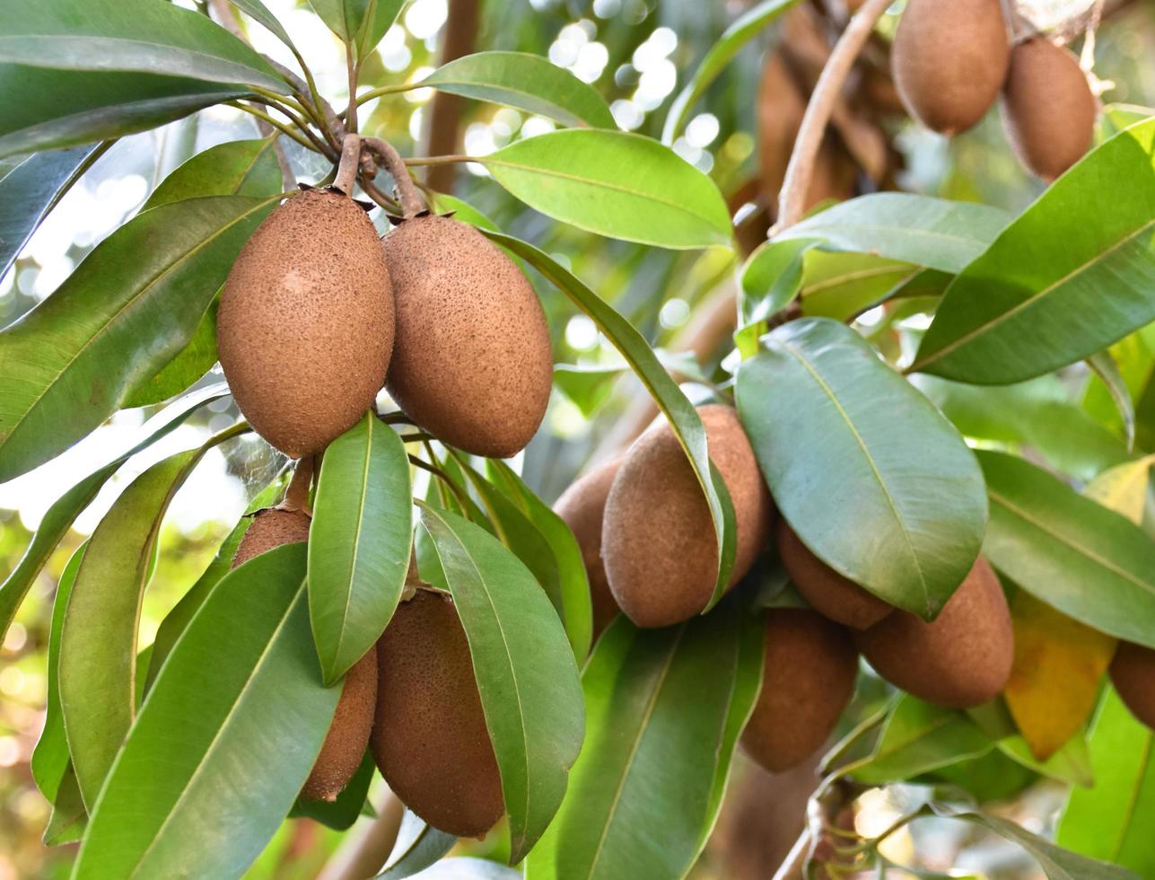 un mazzo di sapodilla piantato naturalmente nel cortile del popolo asiatico. foto