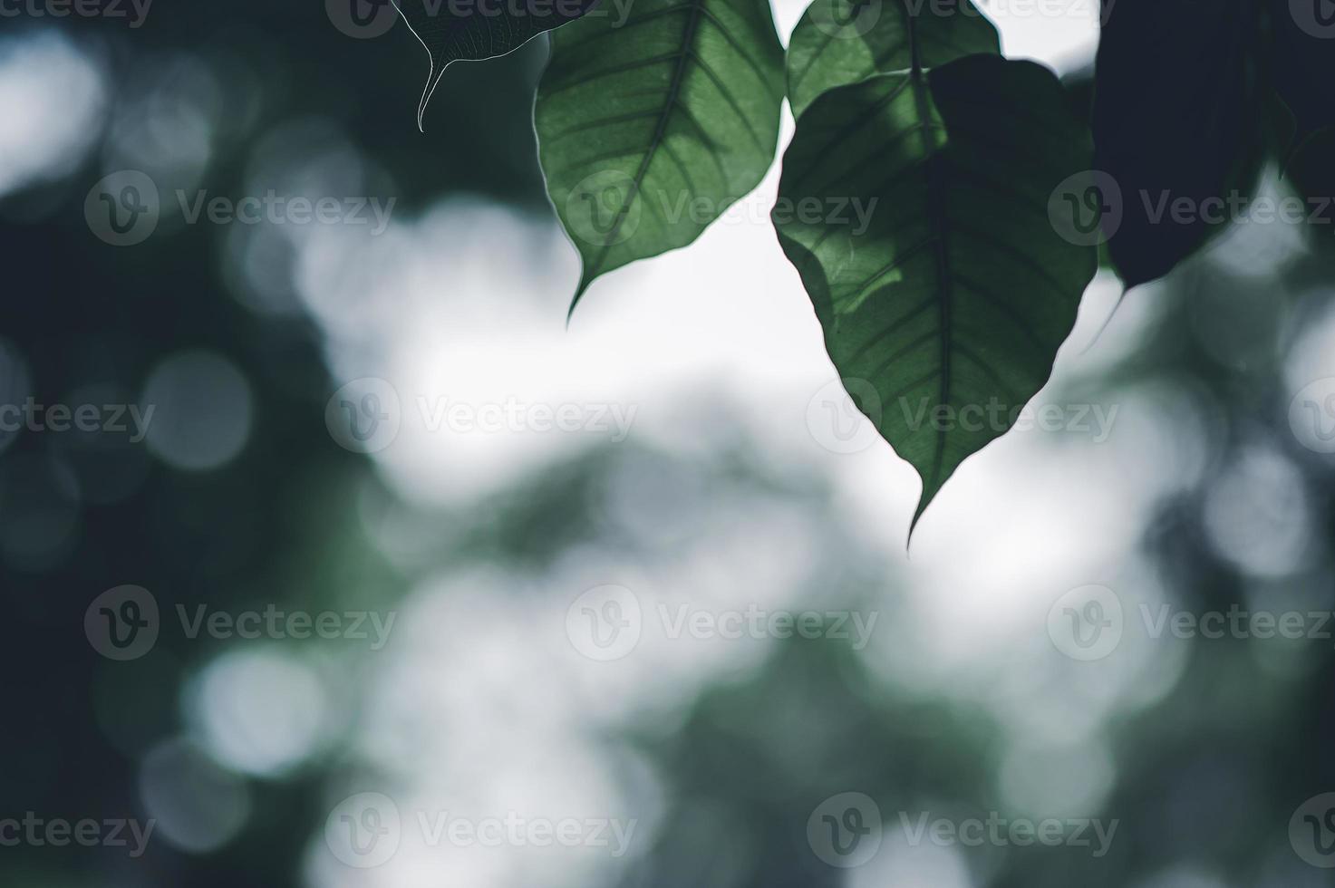 foglie verdi foglie naturali occhi a forma di cuore. bei colori verdi confortevoli. foto