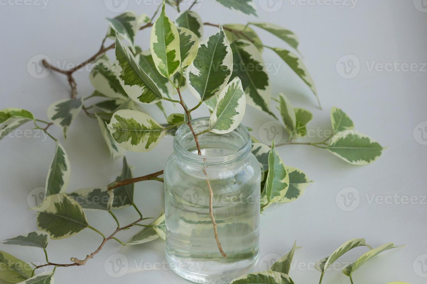 ramo di ficus benjamina in vaso con acqua dopo il taglio foto