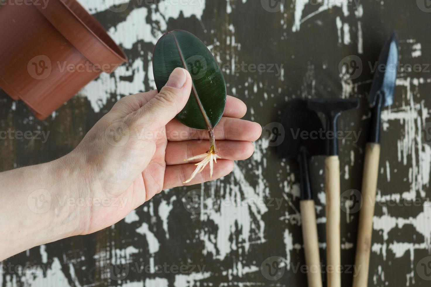 mano che tiene la foglia di ficus con la radice prima dell'invasatura foto