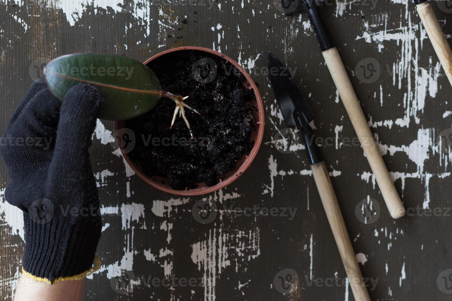 mano nel guanto che tiene foglia di ficus con radice sul vaso foto