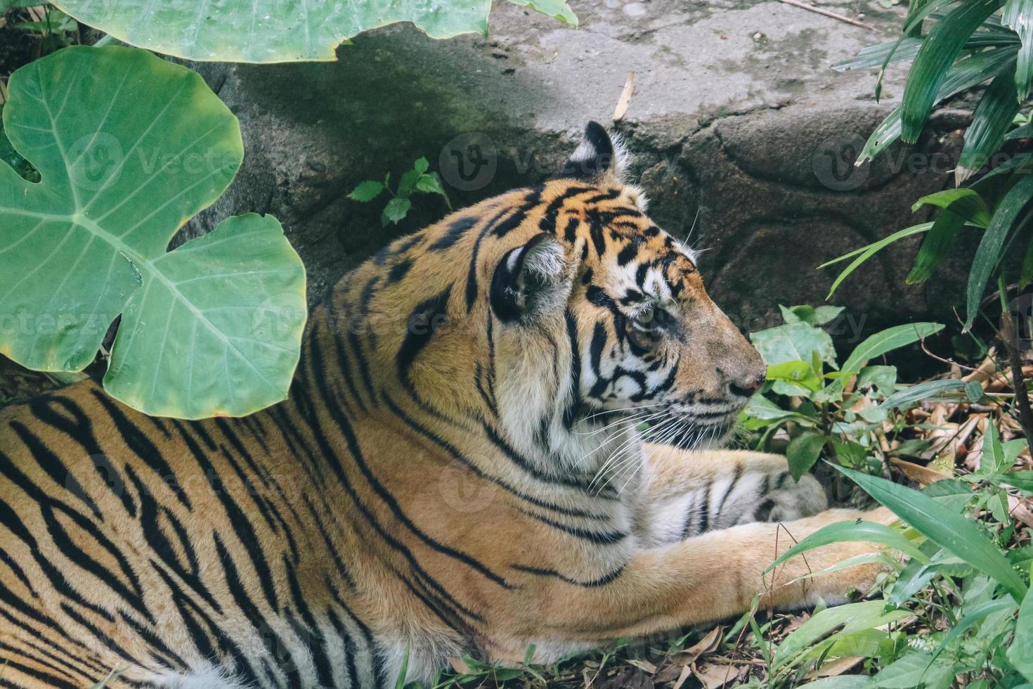 tigre di Sumatra nella foresta foto