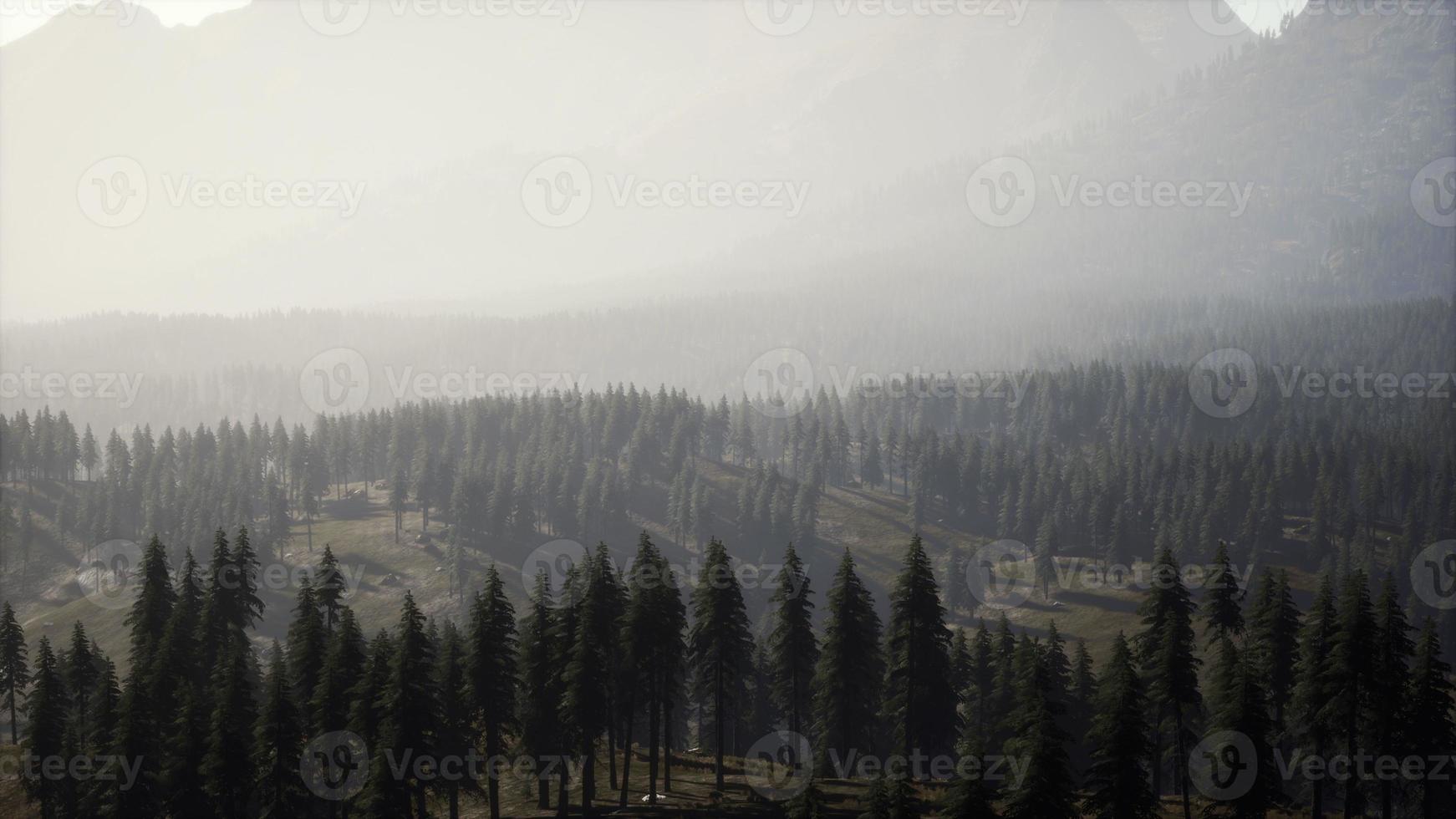 bella vista del tramonto nella foresta di cedri di fronte alla catena montuosa di Sayan foto