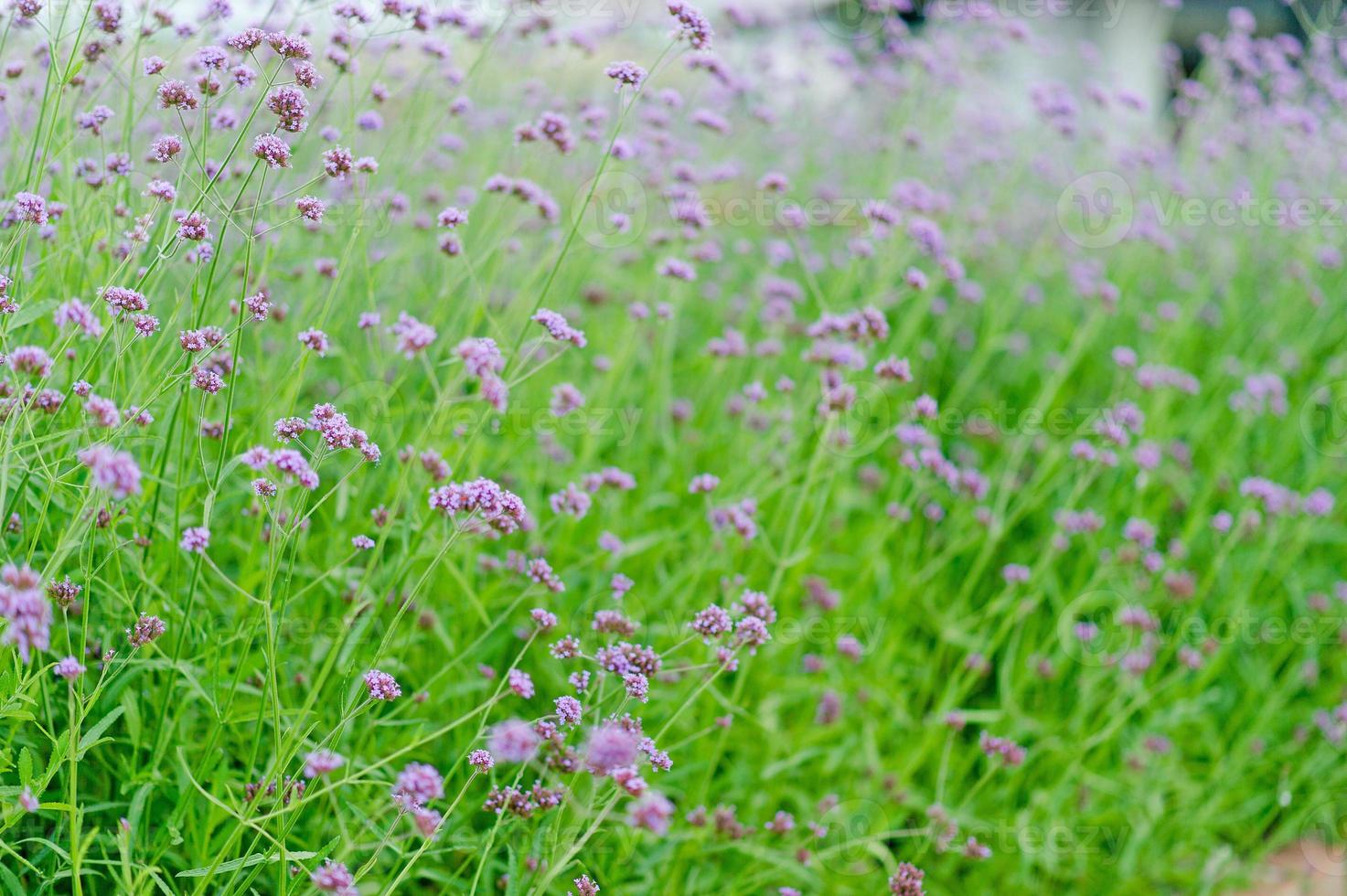 giardino fiorito viola bellissimo giardino fiorito con spazio di copia chiave foto