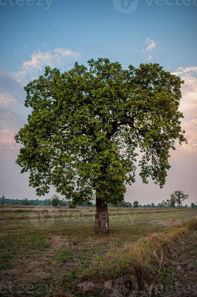 prati e cieli azzurri l'atmosfera dei campi asiatici e la bellezza degli alberi e del verde della natura. foto