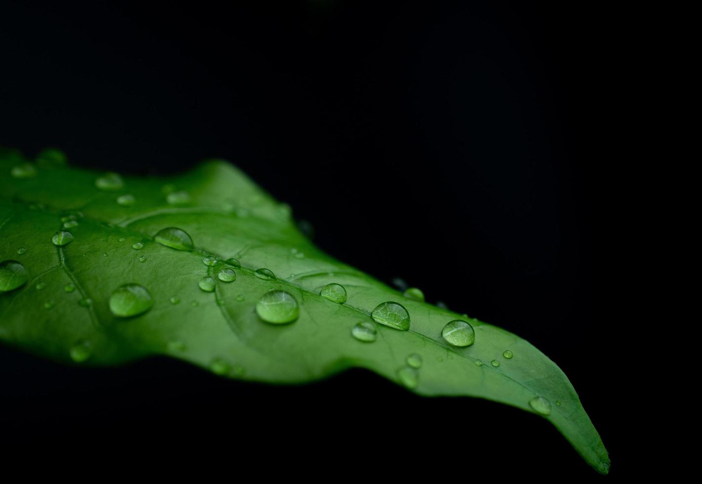gocce di pioggia su foglie verdi fresche su sfondo nero. colpo a macroistruzione di goccioline d'acqua sulle foglie foto