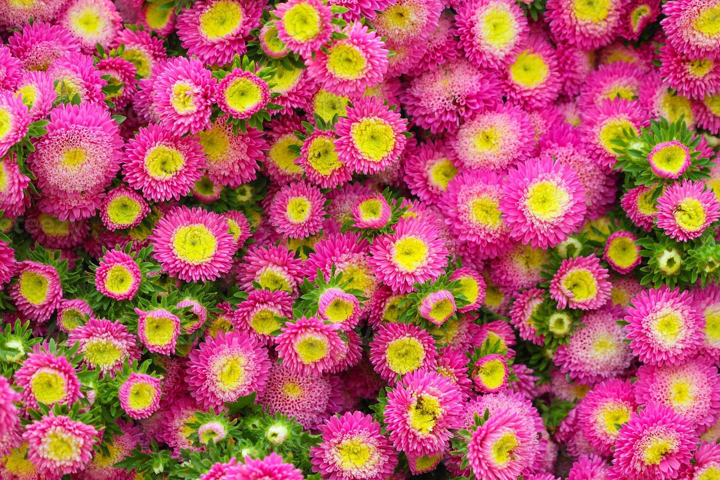 sfondo di fiori di aster foto