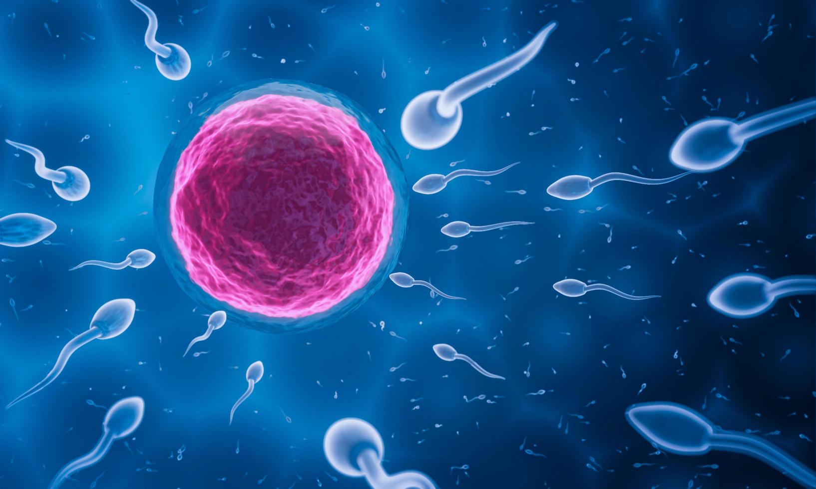 lo sperma è diretto verso l'uovo. fare l'accoppiamento umano. un modello di pre-fecondazione tra un ovulo e uno spermatozoo. rendering 3D foto