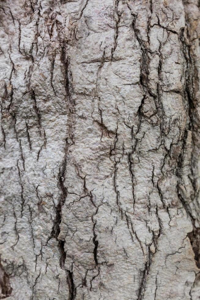vecchio fondo di struttura dell'albero di legno foto