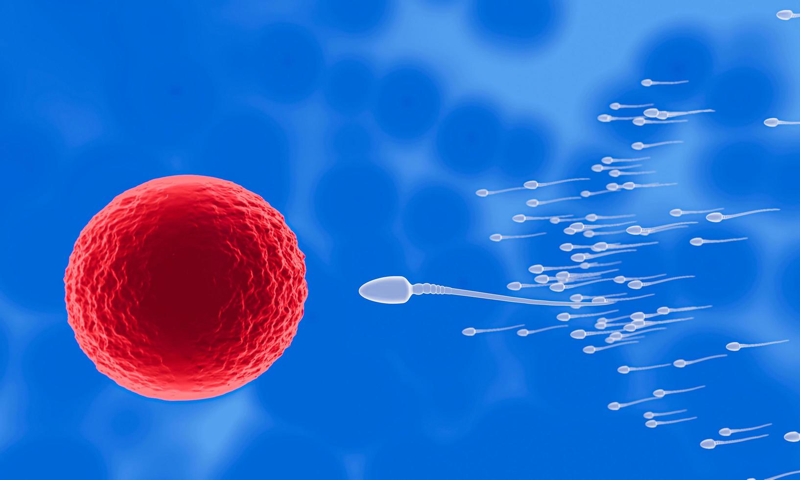 lo sperma è diretto verso l'uovo. fare l'accoppiamento umano. un modello di pre-fecondazione tra un ovulo e uno spermatozoo. rendering 3D foto