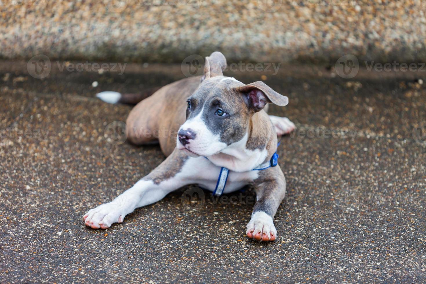 simpatico cane pitbull che posa foto