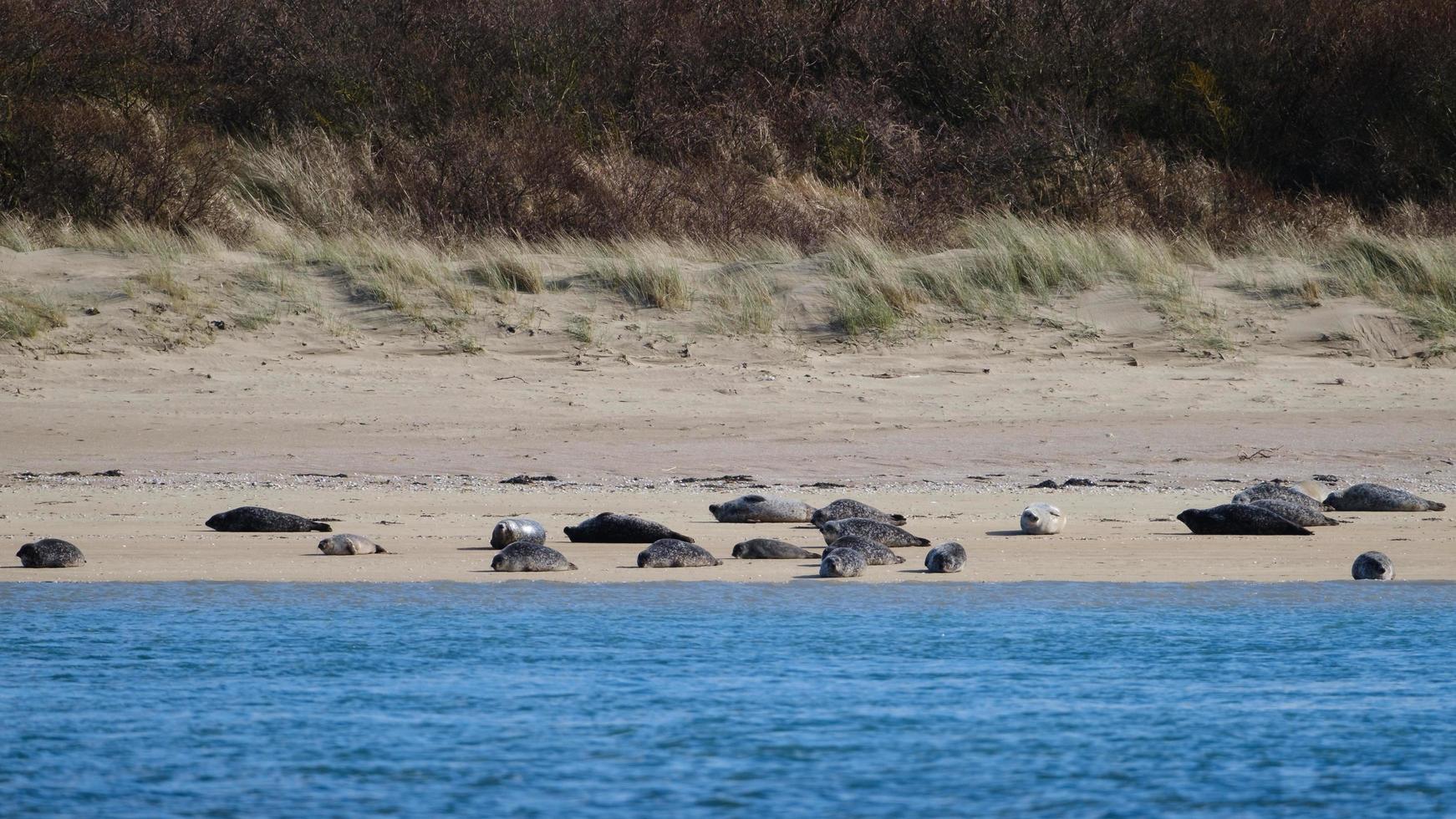 foca grigia halichoerus grypus marlough beach irlanda del nord regno unito foto