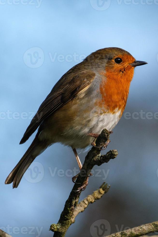 Robin europeo erithacus rubecula fiume lagan belfast Irlanda del Nord Regno Unito foto