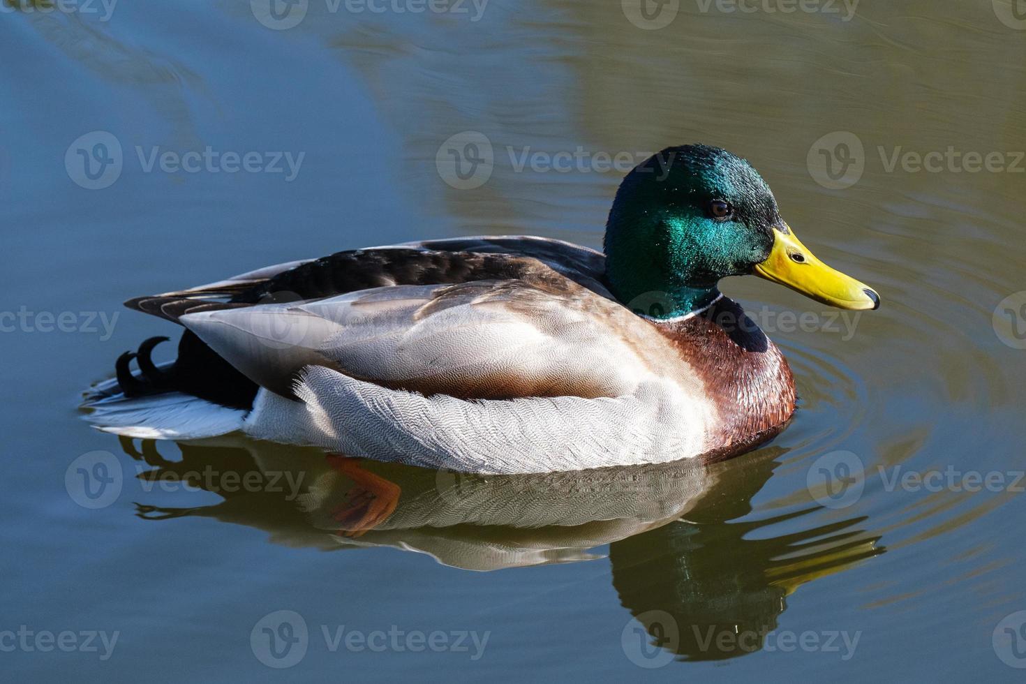 germano reale anas platyrhynchos lagan river belfast irlanda del nord regno unito foto