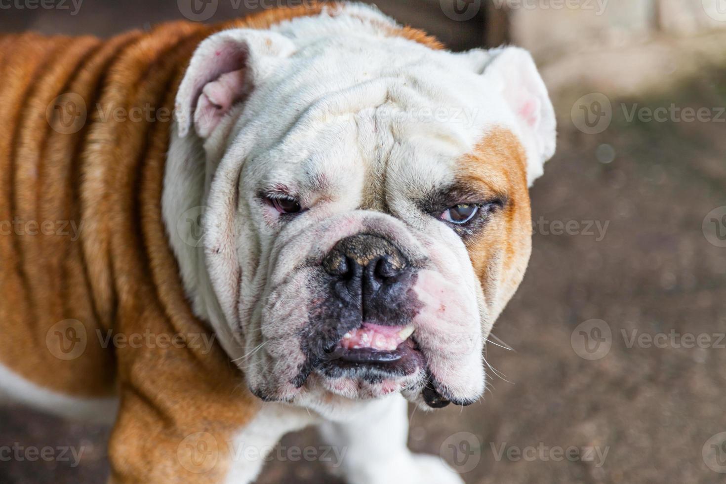 Bulldog inglese alla ricerca foto