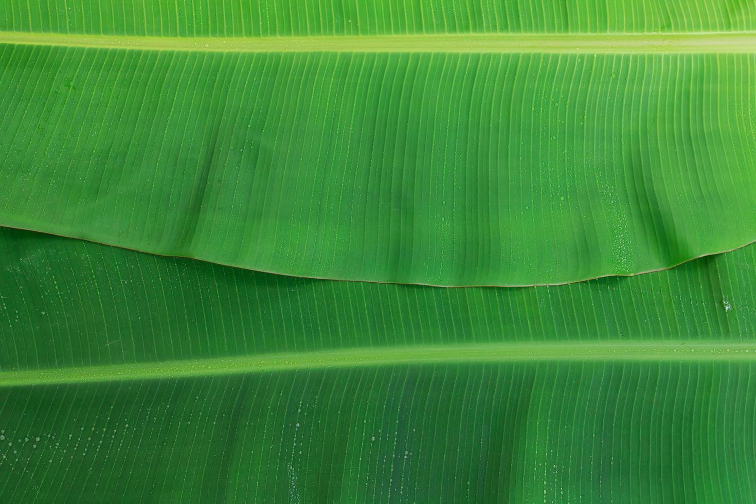 foglie di banana verde per lo sfondo foto