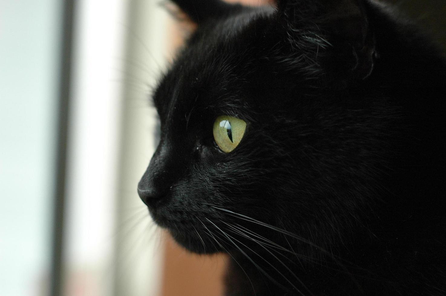 faccia di gatto nero con protagonista all'esterno foto