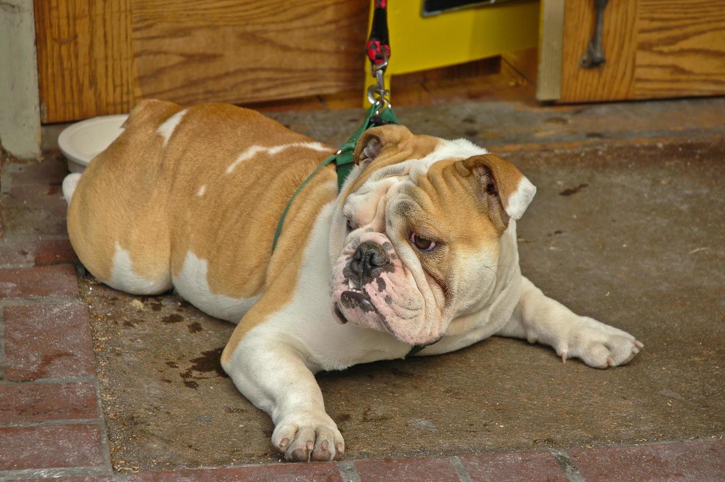 bulldog inglese marrone gira la faccia a destra foto