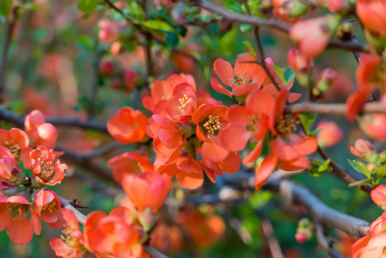 fiori che sbocciano in primavera. foto