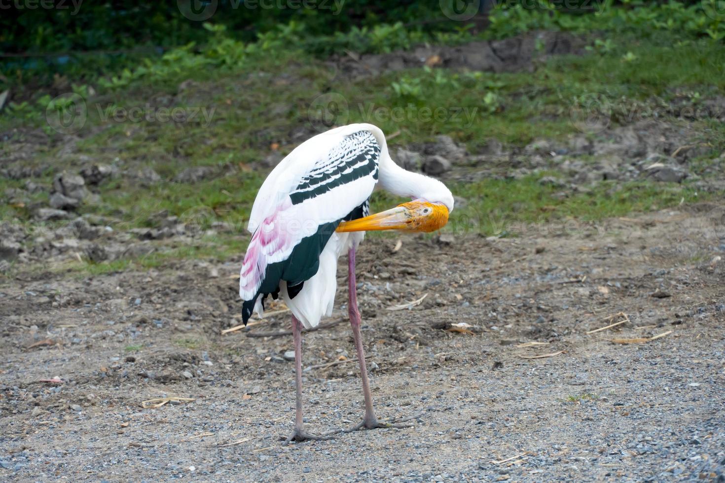 la cicogna dipinta, Mycteria leucocephala, sono sul lungomare alla ricerca di cibo. foto