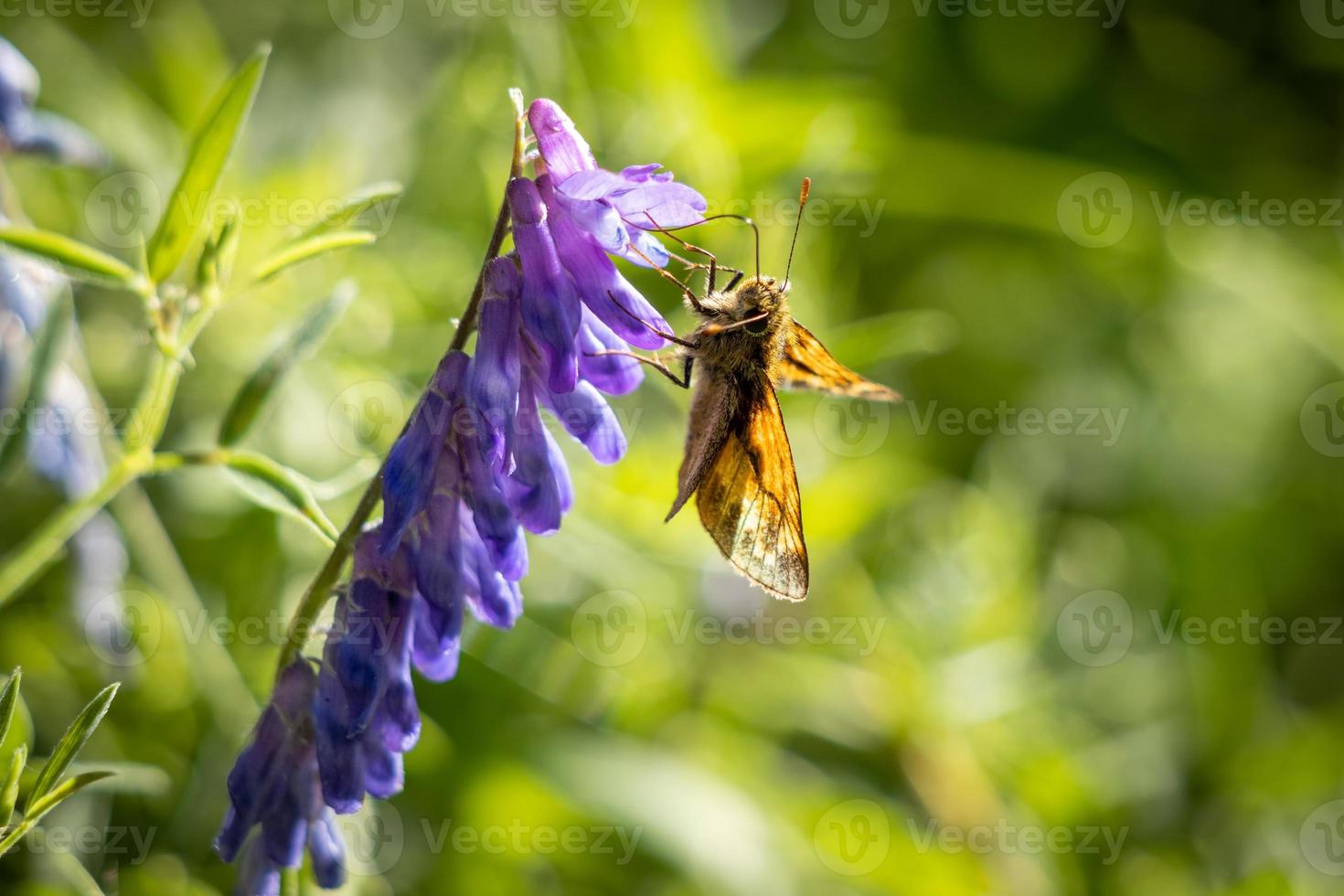 grande skipper farfalla che si nutre di un fiore sotto il sole estivo foto