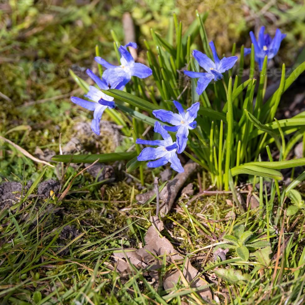 gloria della neve che fiorisce nel sole primaverile foto