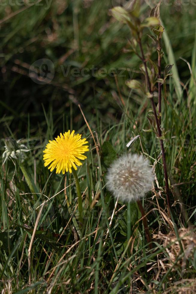 primo piano di un fiore di tarassaco e di una testa di semi in un campo vicino a East grinstead foto