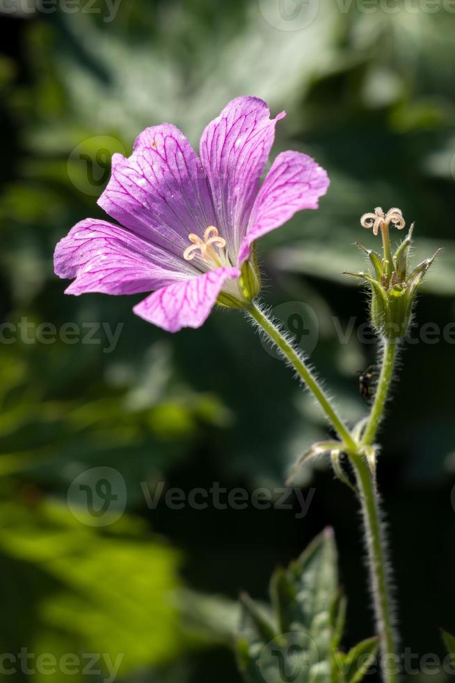 geranio becco della gru di druce che fiorisce in un giardino all'inglese foto