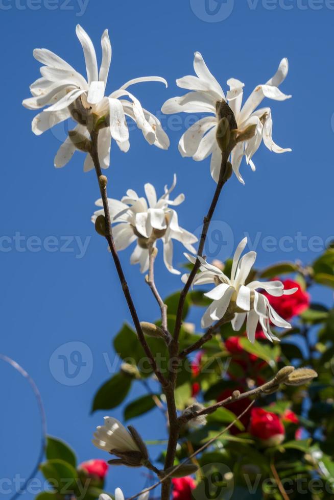 magnolia bianca che fiorisce nel sole primaverile foto