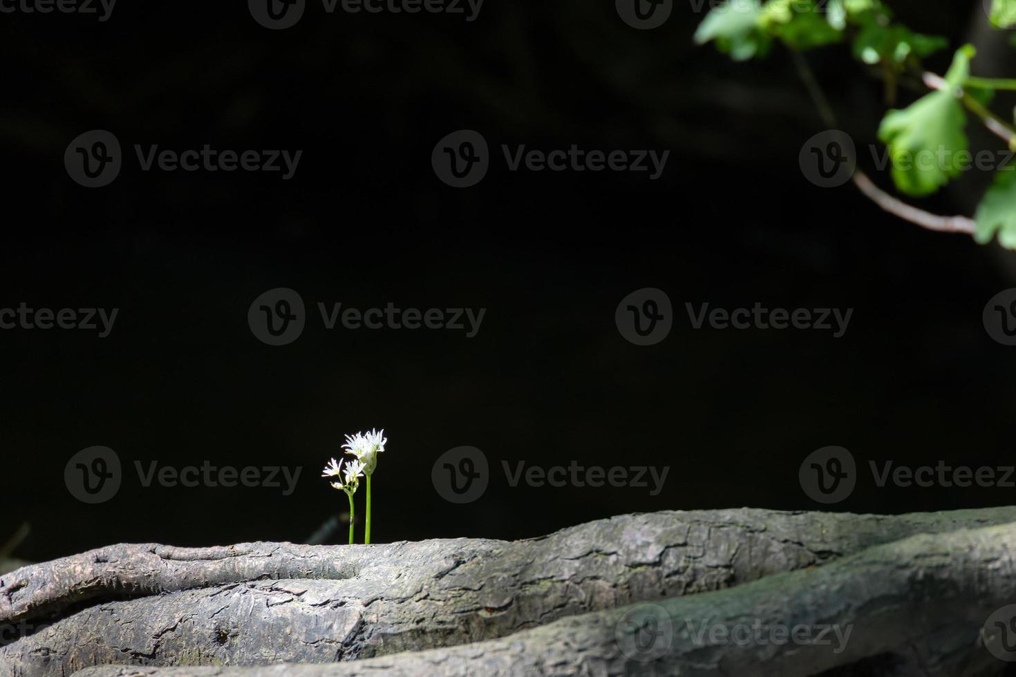 aglio orsino o aglio selvatico che fiorisce in primavera vicino a grinstead orientale foto