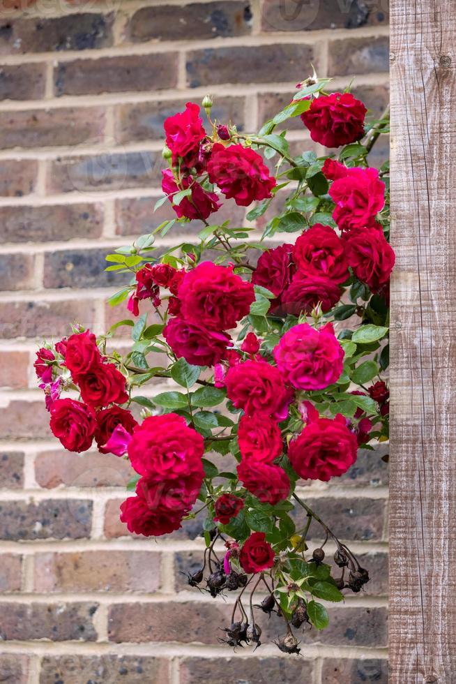 rosa rossa rampicante scappata dal giardino e sbocciata contro un muro di mattoni foto
